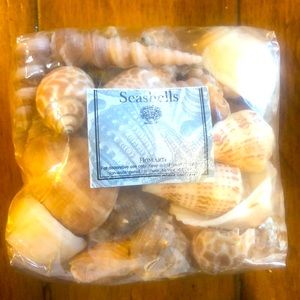 Shells- Decorative Pack
